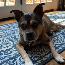 Macy