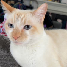 Kat