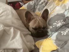 bella ꨄ