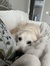 Annabel