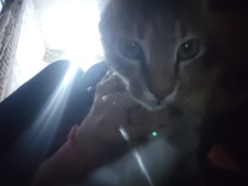 Lucia