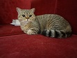 kye