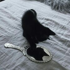 ☆⋱ Magic Cat ⋱☆