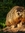 GF Groundhog