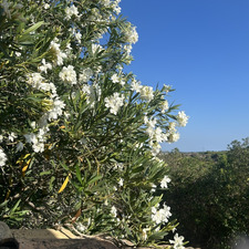Lauren 