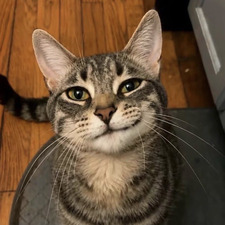 Dak