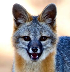 Pip