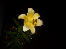 Anne