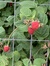raspber...