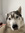 Linus