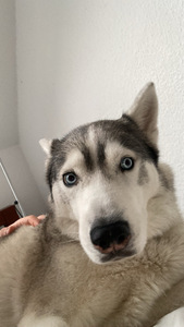 Linus