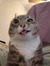 Meeshu