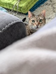 Fran
