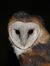 tyto alba