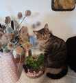 Peaches