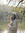 Nur