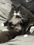 Annelies