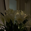 lily