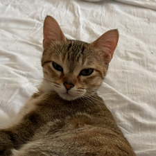 luu