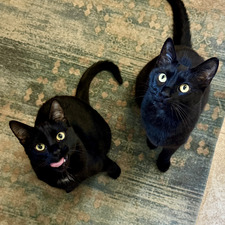 BlackCatBlondeBookNerd