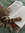 Reader