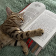 Reader