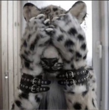 sn0wleopard⋆˚˖°