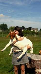 Lauriks Nette