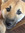 Trafalux