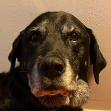Indi