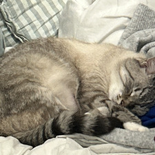 Sylvie