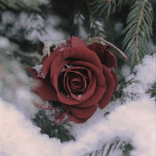 rose