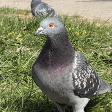 werą