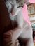 Sudha