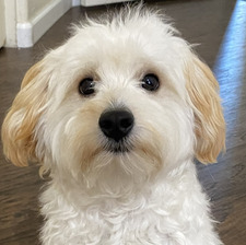Marcel