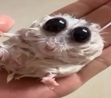 saruxi
