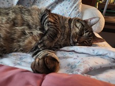 Penelope