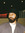 Sachman Pannu