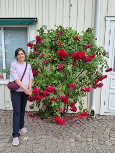 Mehrnoosh Hessari
