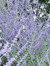 Kady