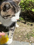 Sofie