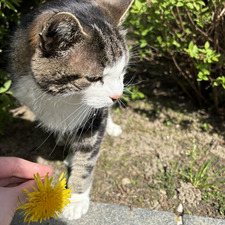 Sofie