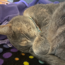 Chloe