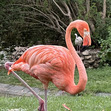 Tim