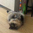 Jess