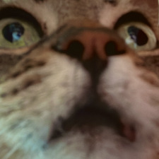 Cwispy Cwispy