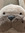 Gooseonaroof