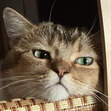 hil
