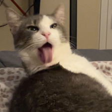 Micah