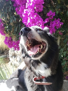 Carmen